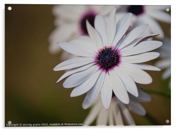 Dirty Daisy Acrylic by anurag gupta