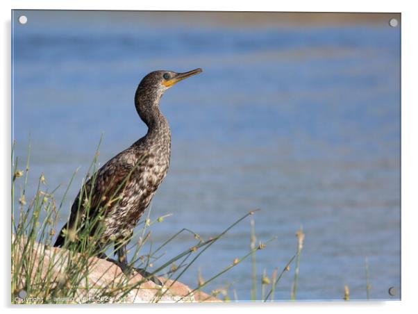 cormorant Acrylic by anurag gupta