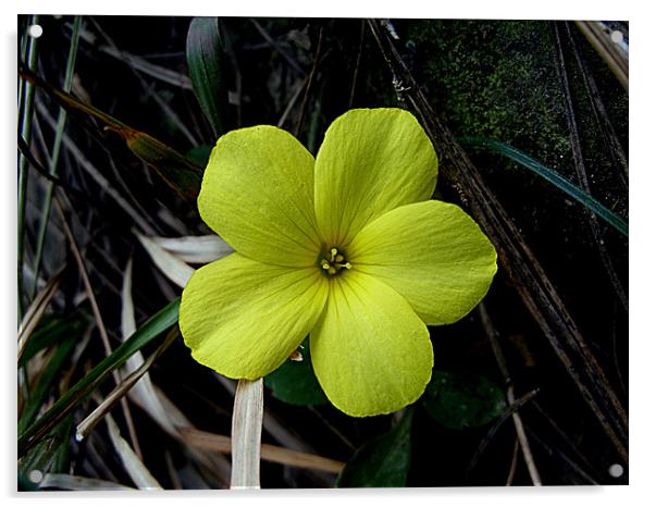 yellow mountain flower Acrylic by anurag gupta