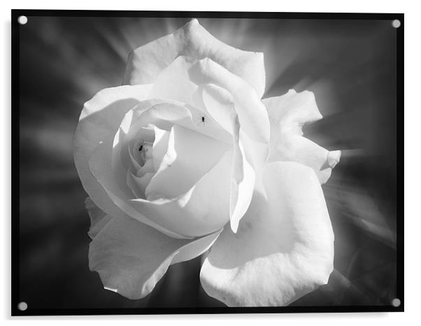 rose Acrylic by anurag gupta
