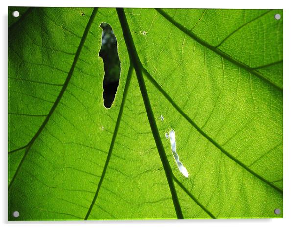 leaf Acrylic by anurag gupta