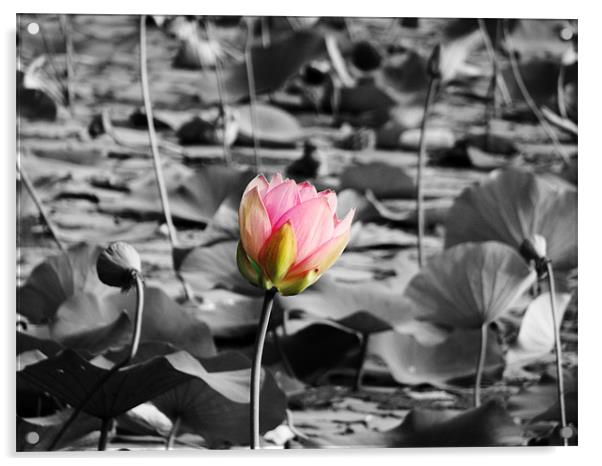 pink lotus Acrylic by anurag gupta