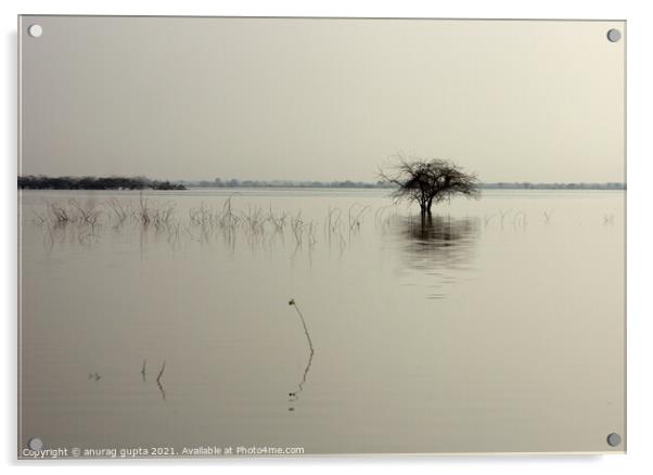 tree in a lake Acrylic by anurag gupta