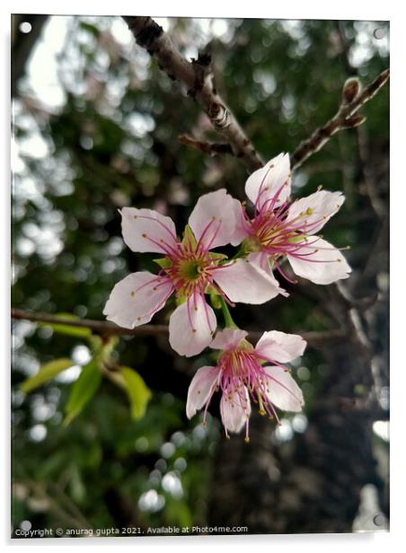 Plum Blossom Acrylic by anurag gupta
