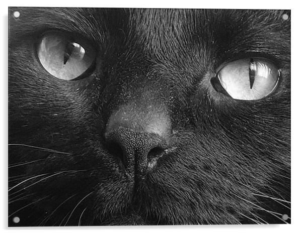 Tequinha - Black Cat Face Acrylic by Terry Lee