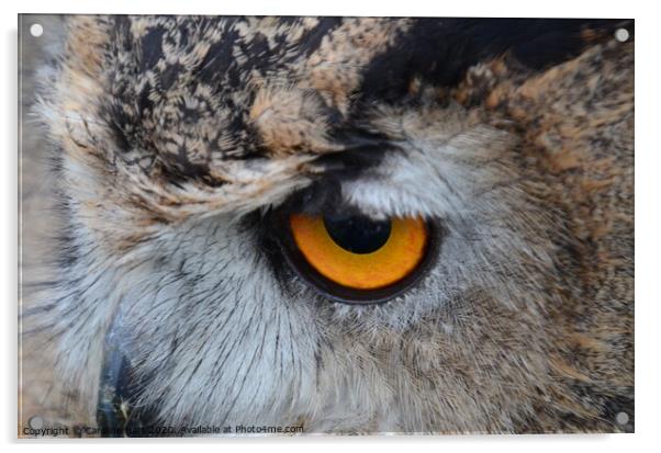Owl Acrylic by Caroline Hart