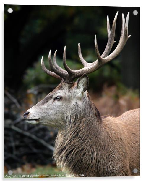 Monarch Of The Glen Acrylic by David Buckland