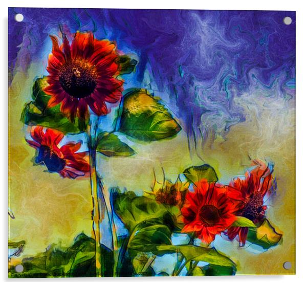 Sunflowers Acrylic by David Buckland
