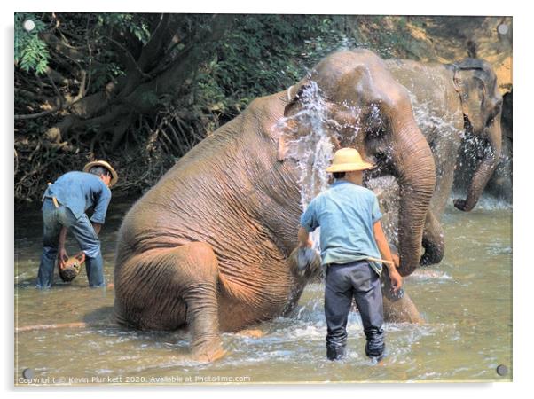 Elephants of Thailand Acrylic by Kevin Plunkett