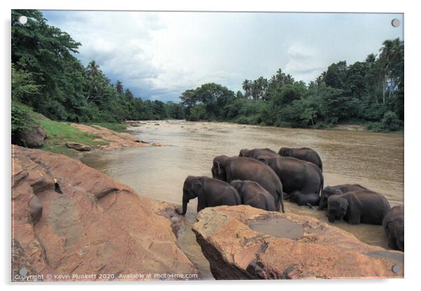 Sri Lankan Elephants  Acrylic by Kevin Plunkett