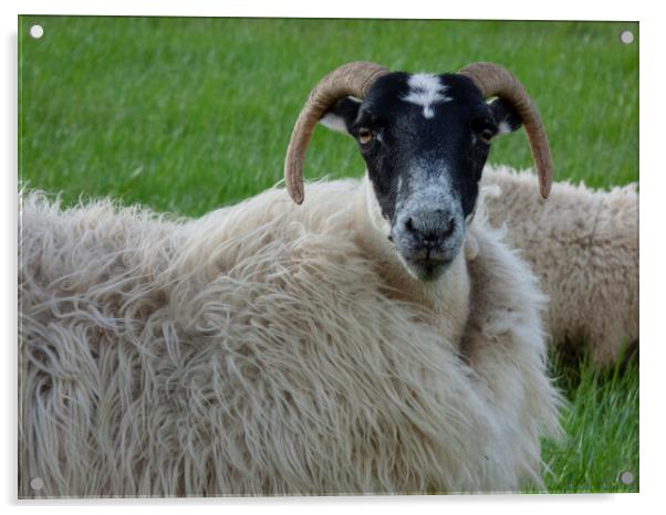 Scottish Blackface Sheep Acrylic by Danilo Cattani