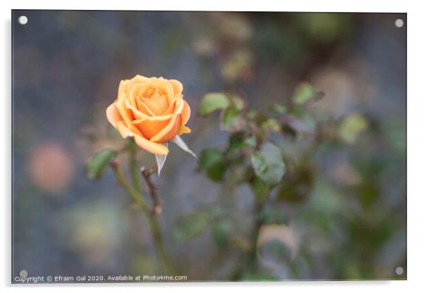 Yellow rose Acrylic by Efraim Gal