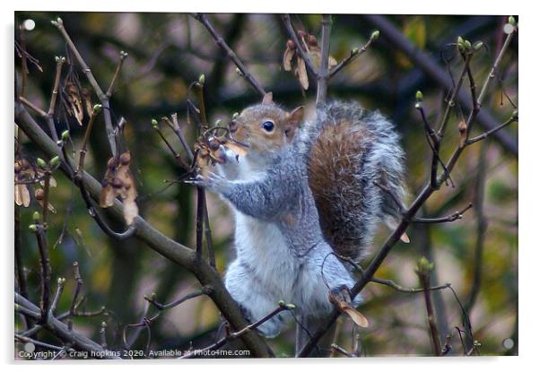 Grey Squirrel on sycamore branch Acrylic by craig hopkins