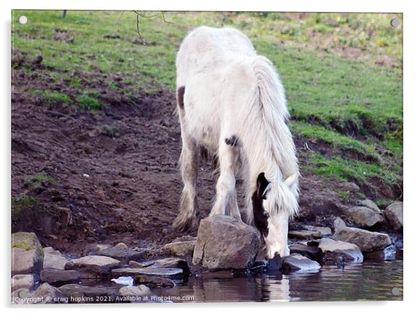 Thirsty horse Acrylic by craig hopkins