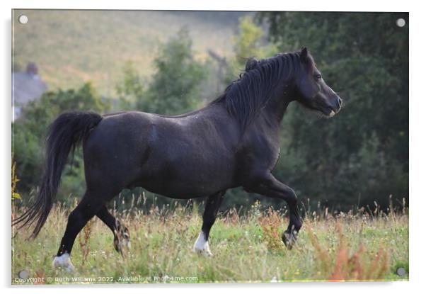 Welsh mountain pony stallion  Acrylic by Ruth Williams