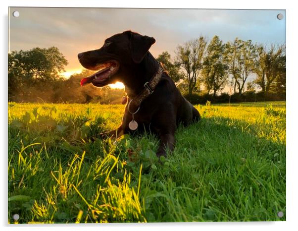 Labrador at sunset in a field  Acrylic by Ruth Williams