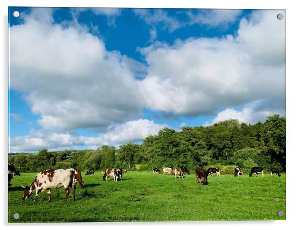 Cows happily grazing  Acrylic by Ruth Williams