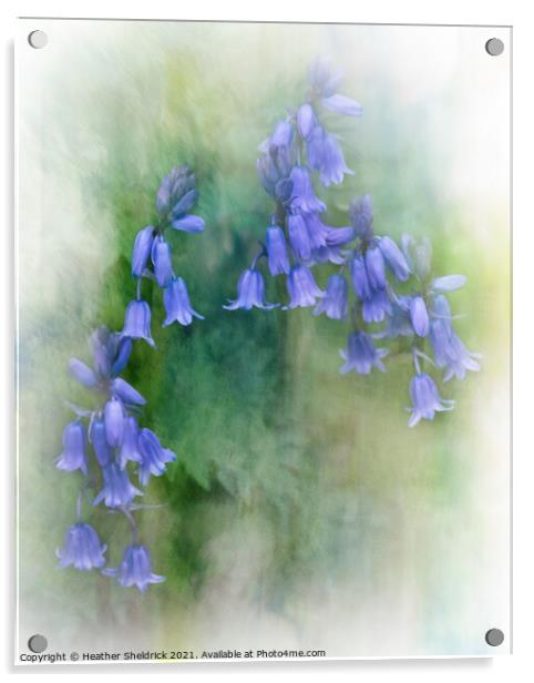 Bunch of Bluebells Acrylic by Heather Sheldrick