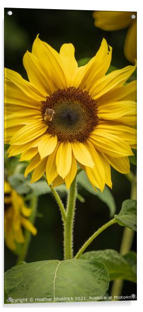 Bee on sunflower Acrylic by Heather Sheldrick