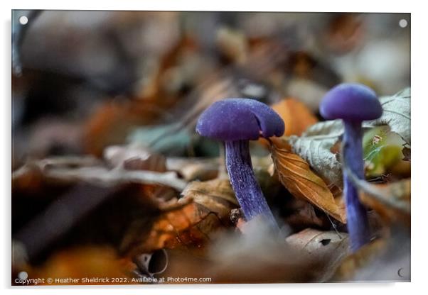Amethyst Deceiver mushrooms among Autumn leaves Acrylic by Heather Sheldrick