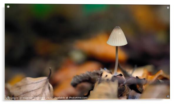 Lone mushroom in Autumn Woodland Acrylic by Heather Sheldrick