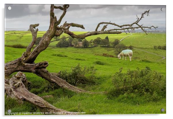 Skeleton of  tree with lone sheep on moorland hill Acrylic by Heather Sheldrick