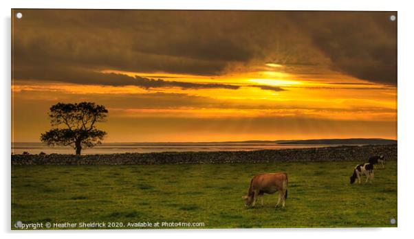Silverdale Sunset with Cattle Acrylic by Heather Sheldrick