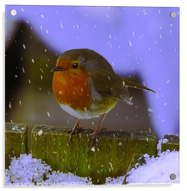 Robin Redbreast and Snowflakes Acrylic by Heather Sheldrick