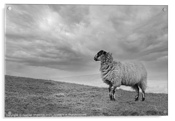 Blackface Sheep on hillside Acrylic by Heather Sheldrick