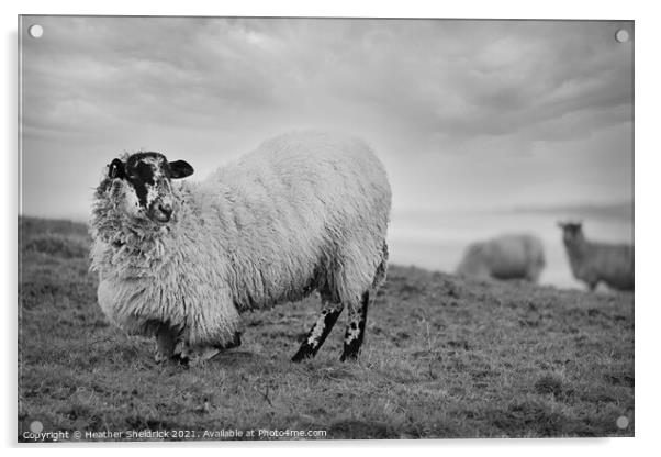 Blackface sheep kneeling on hillside Acrylic by Heather Sheldrick