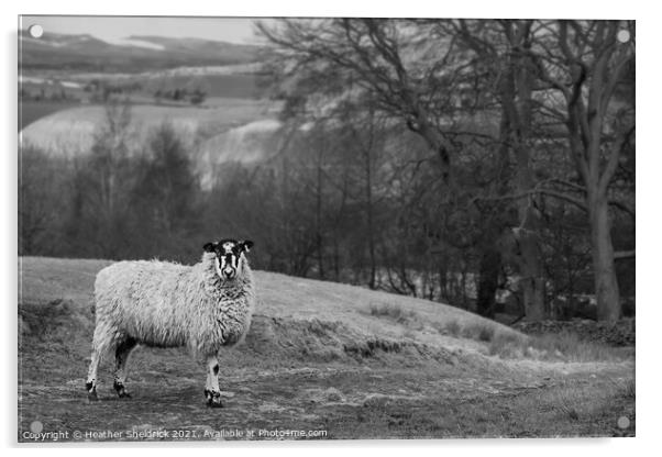 Blackface sheep on stony path Acrylic by Heather Sheldrick