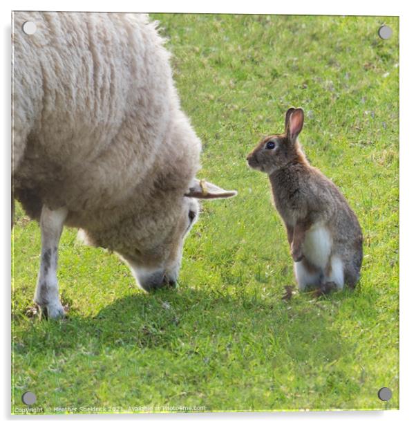 Sheep and rabbit pals Acrylic by Heather Sheldrick