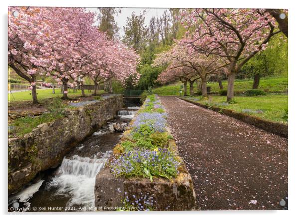 Cherry Blossom Riverside, Mill Glen, Tillicoutry Acrylic by Ken Hunter
