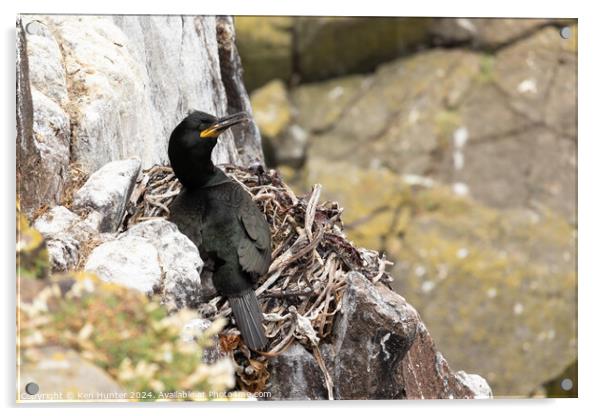 Nesting Shag (Phalacrocorax aristotelis) Acrylic by Ken Hunter