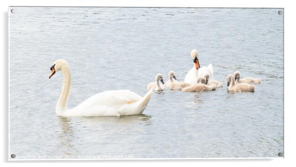 Mute Swans with Young In High-key Image Acrylic by Ken Hunter