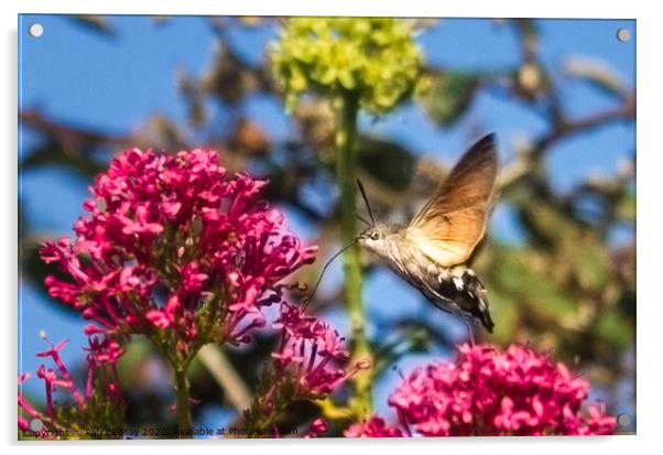 Hummingbird Hawk Moth Acrylic by Paddy Art