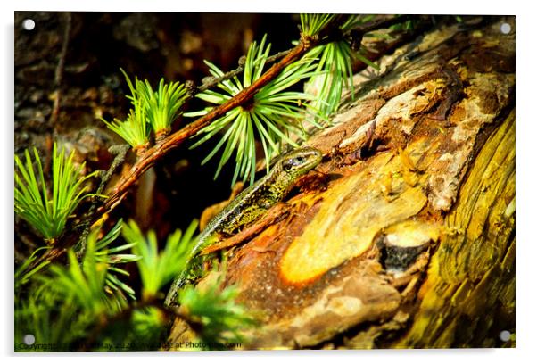 Lizard in the Larch Acrylic by Paddy Art