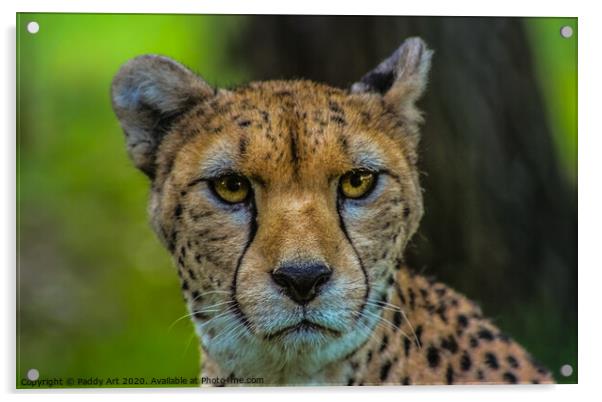 Cheetah Looking at You Acrylic by Paddy Art