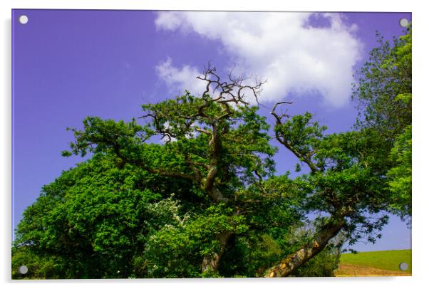 The Sessile Oak Acrylic by Paddy Art