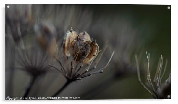 Seedpods in the sunshine Acrylic by Paul Tyzack