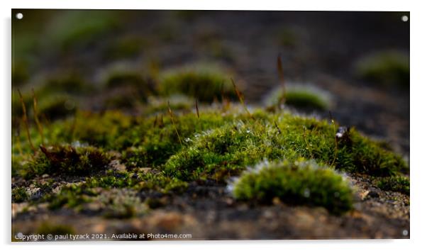 Mossy bank Acrylic by Paul Tyzack