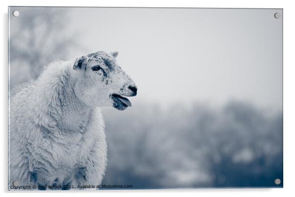 Sheep Acrylic by Paul Tyzack