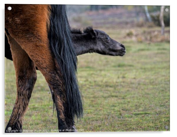 Mother pony with foal appearing behind her legs Acrylic by Stephen Munn