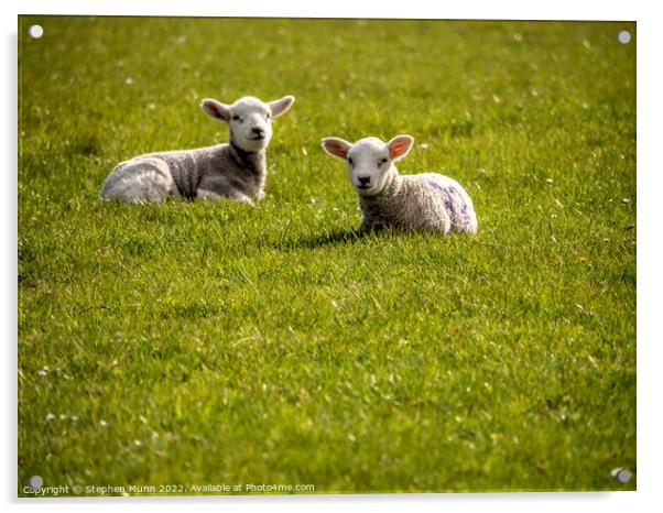 Two spring lambs laying down  Acrylic by Stephen Munn