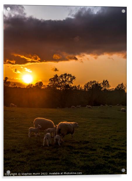 Sunset Sheep and lambs Acrylic by Stephen Munn