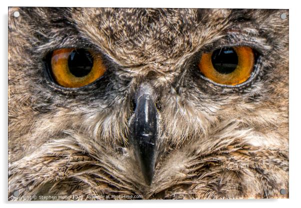 Eyes of an Eagle Owl Acrylic by Stephen Munn