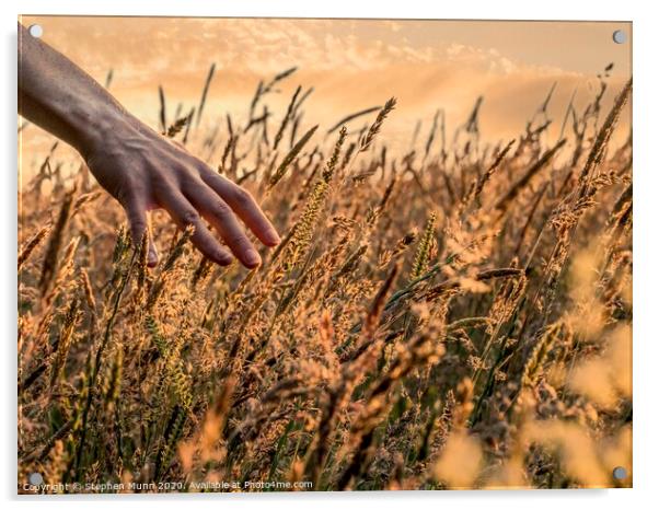 Hand in golden Hay Acrylic by Stephen Munn
