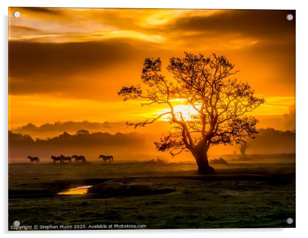 Sunrise herd, New Forest National Park Acrylic by Stephen Munn