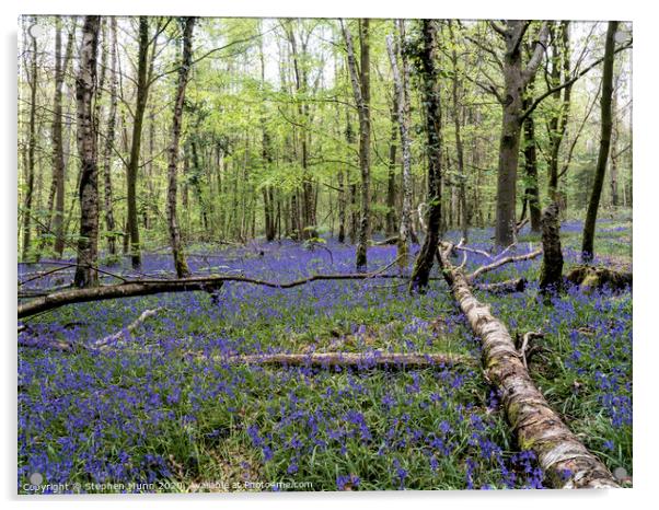 Bluebell Wood, New Forest National Park Acrylic by Stephen Munn