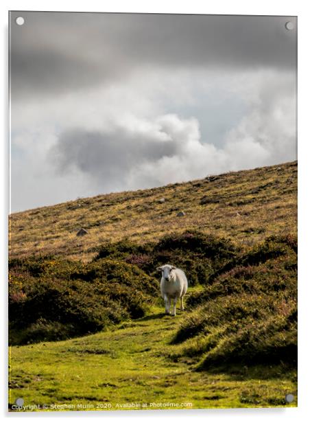 Sheep on a hillside, Pembrokeshire, Wales Acrylic by Stephen Munn